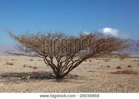 Albero solitario nel deserto di pietra con una tipica crone triangolare