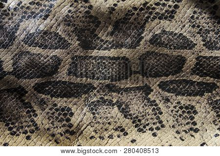 Genuine Leather Snake And Scales The View From The Top