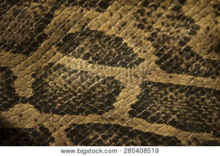 Genuine Leather Snake And Scales The View From The Top