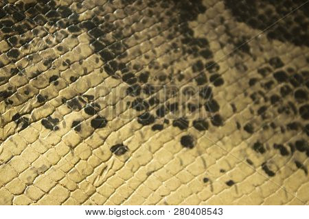Genuine Leather Snake And Scales The View From The Top