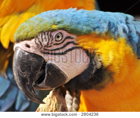 Variopinto pappagallo Maccaw