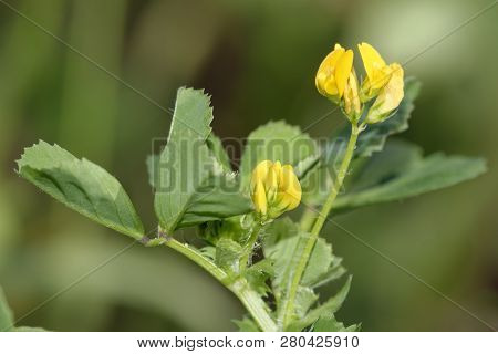 Spotted Medick - Medicago Arabica
Small Pea Flower