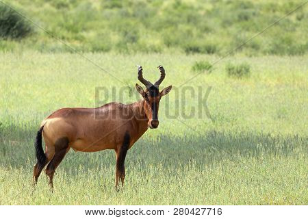 Red Hartebeest (alcelaphus Buselaphus Caama) In Kalahari, Green Desert After Rain Season. Kgalagadi 