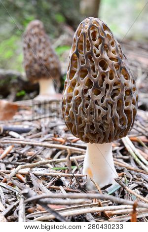 Two Nice Specimen Of Morchella Conica Or Black Morel Mushrooms In Natural Habitat, Mountain Conifero