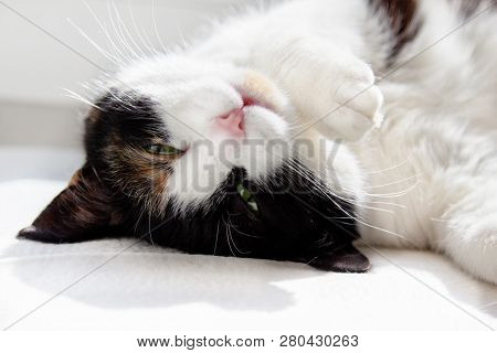 Funny Three-colored Cat With Half-closed Eyes On Back On Windowsill Indoor, Sleepy Kitty.