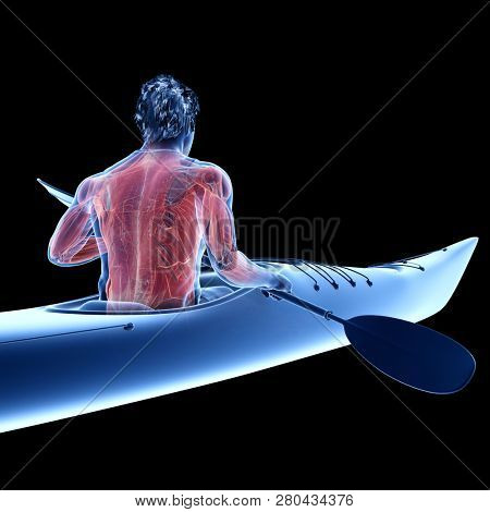 3d rendered medically accurate illustration of the muscle system of a canoeist