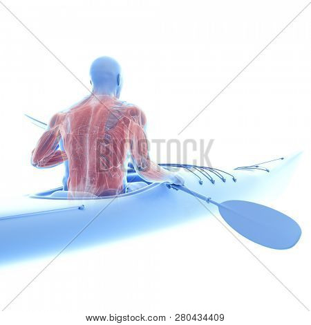 3d rendered medically accurate illustration of the muscle system of a canoeist