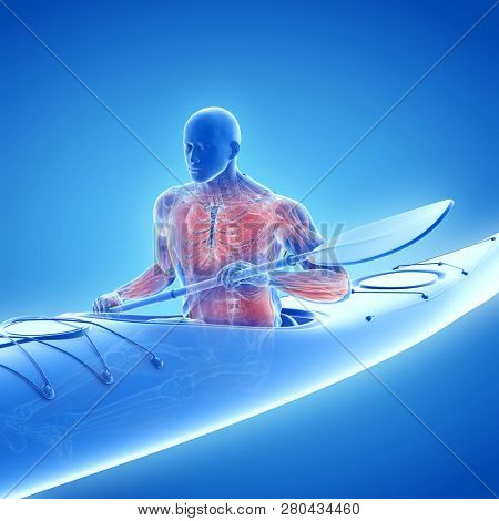 3d rendered medically accurate illustration of the muscle system of a canoeist