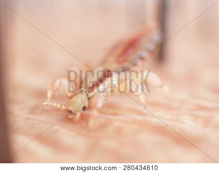 3d rendered illustration of a head louse