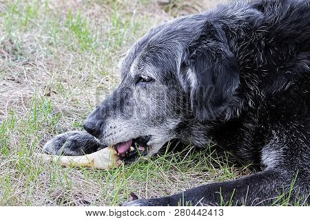A Senior Dog Chews On A Bone In Th Grass