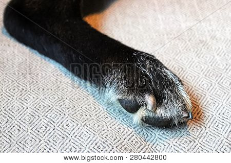 The Back Leg Of A Dog With Its Nails Recently Clipped