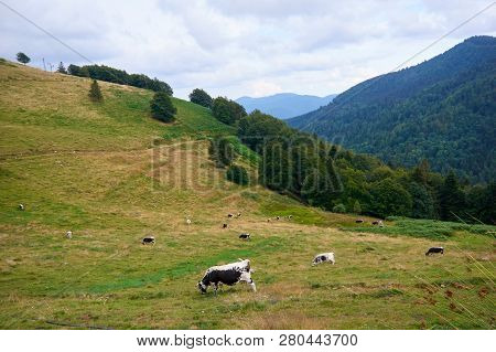 Herd Of Cattle Grazing On A Pasture In High Mountains.summer Rural View Of The Cows In The Paddock.b