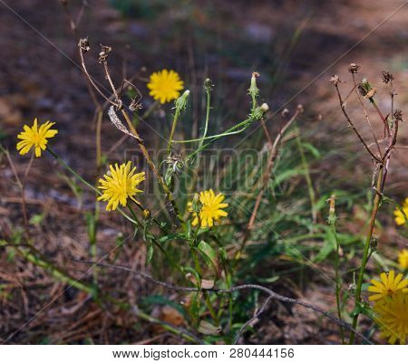 Bush Blooming Hieracium Umbellatum In The Forest On A Summer Day, Ukraine