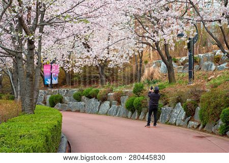 SEOUL, SOUTH KOREA - APRIL 7, 2017: Man taking mobile photos of  blooming sakura cherry blossom alley in park in spring, Seokchon lake park,  Seoul, South Korea