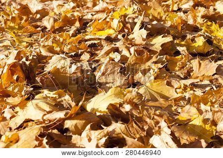Dull Maple Leaves Falling To The Ground After Leaf Fall, Cloudy Weather In Nature, View Without Tree