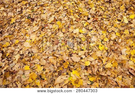 Dull Maple Leaves Falling To The Ground After Leaf Fall, Cloudy Weather In Nature, View Without Tree