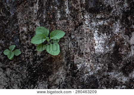 Plant Roots Grow Down Into The Rock And It Can Break Down. The Roots Of Tree Can Force Deeper Into T