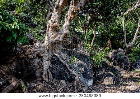Tree Root Splitting Apart The Rock. Plant Roots Grow Down Into The Rock And It Can Break Down. The R