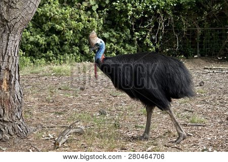 The Cassowary Is A Fightless Bird With Long Legs And A Lump On Its Head