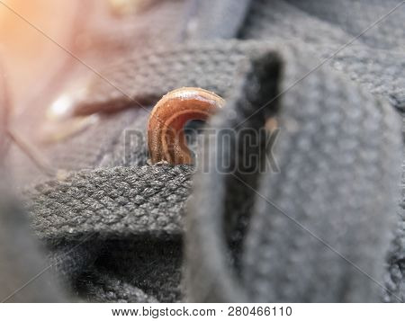Land Leeches Or Slug (haemadipsa Sylvestris) Is Moving On My Shoe