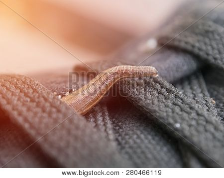 Land Leeches Or Slug (haemadipsa Sylvestris) Is Moving On My Shoe