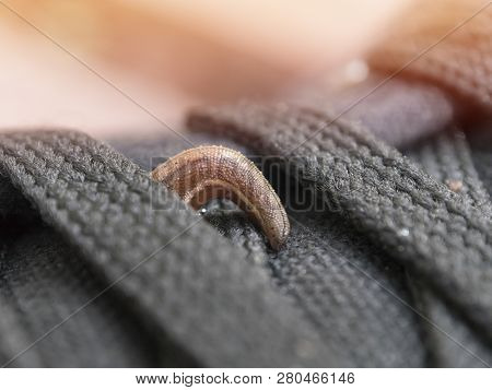 Land Leeches Or Slug (haemadipsa Sylvestris) Is Moving On My Shoe