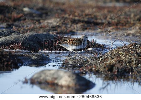 Dunlin (calidris Alpina), A Medium Sized Sandpiper And Shorebird Searching For Food Along The Arctic
