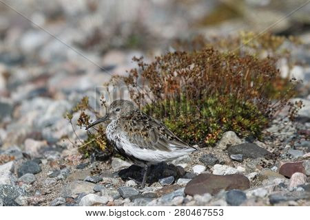 Dunlin (calidris Alpina), A Medium Sized Sandpiper And Shorebird Standing Sidewise With Plants In Th