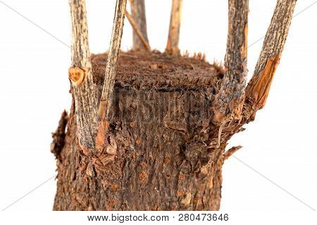 Faded Plant Of Pachira Macrocarpa Close Up On White Background