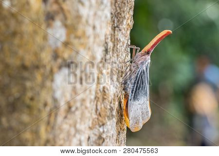 Lantern Bug Is A Insect On Tree Fruits At Sabah, Borneo. Also Is A Rare Species Bug In Sabah, Borneo