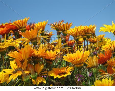 Yellow_Orange_Flower_Blue_Sky.jpg