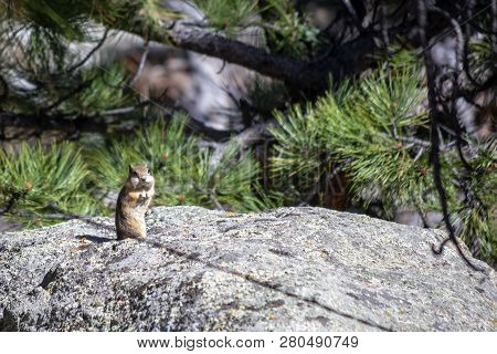Brown Chipmunk Standing On A Rock On A Sunny Day