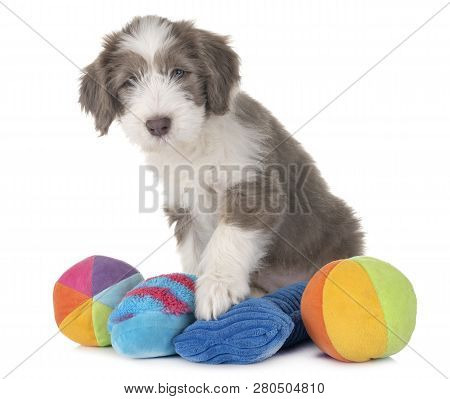 Puppy Bearded Collie In Front Of White Background