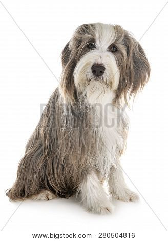 Bearded Collie In Front Of White Background