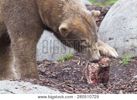 Polar Bear Eating A Piece Of Fresh Meat