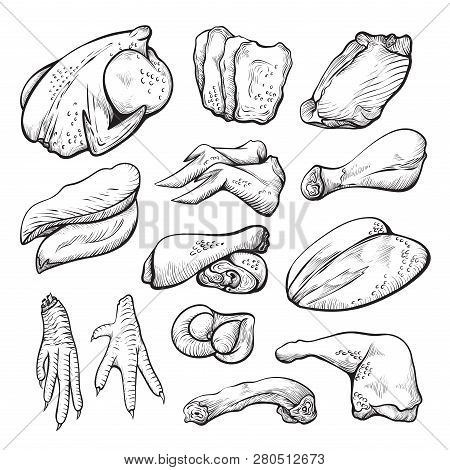 Raw Chicken Meat Sketch, Uncooked Hen Ingredients Set