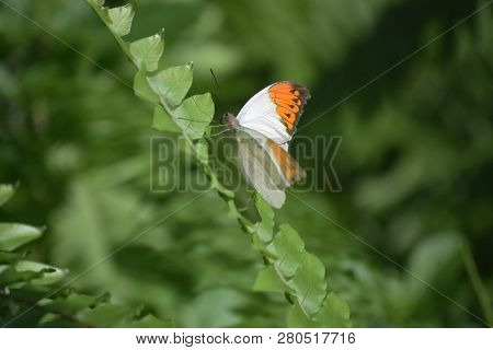 Lush Green Garden With An Orange Tip Butterfly.