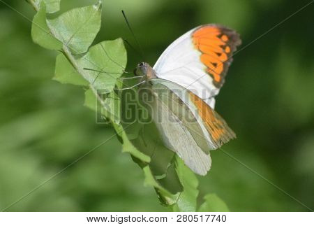 Lush Green Garden With An Orange Tip Butterfly On A Plant.