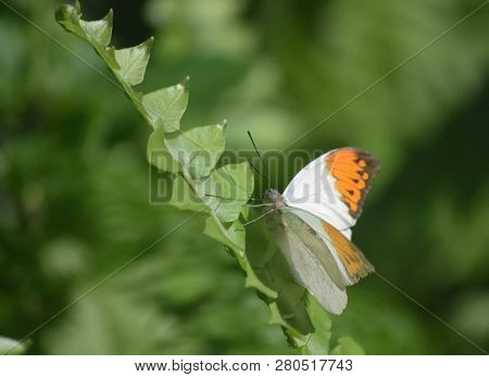 Lovely Macro Of An Orange Tip Butterfly.
