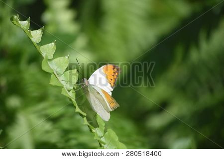Gorgeous Orange Tip Butterfly Cliimbing Up A Plant.