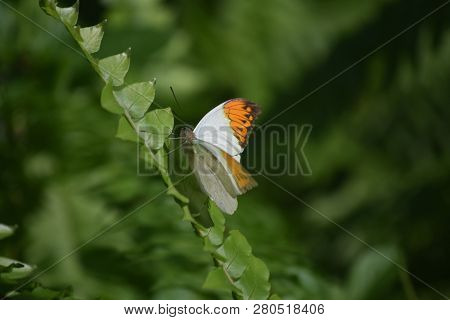 Pretty Green Garden With The Profile Of An Orange Tip Butterfly.