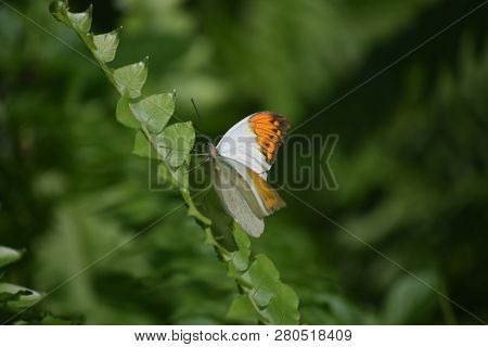 Beautiful Orange Tip Butterfly Climbing Up A Plant Stem.