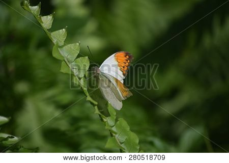 Garden With An Orange Tip Butterfly Climbing A Plant.