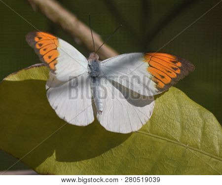 Green Leaf With A Close Up On An Orage Tip Butterfly.