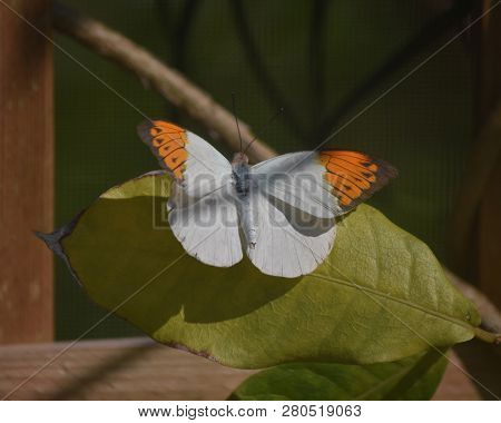 Garden With A Pretty Orange Tip Butterfly.