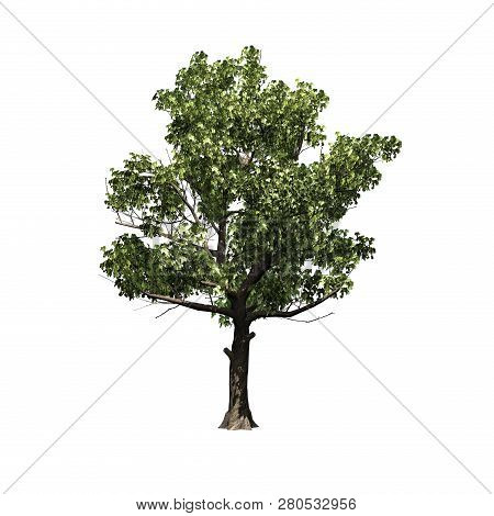 American Sycamore Tree - Isolated On White Background - 3d Illustration