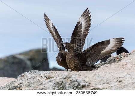 Two Antarctic Scuas In The Nest On The Beach