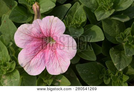 Close Up Of Some Different Colored Beautiful Pentunia Flowers, Nightshade Family (solanaceae) Growin