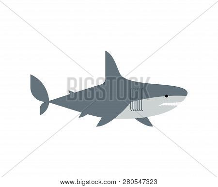 Shark Isolated. Marine Predator Vector Illustration. Large Predatory Sea Fish.
 