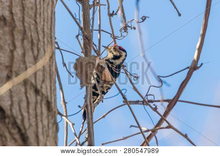 Great Spotted Woodpecker On Branch (dendrocopos Major)